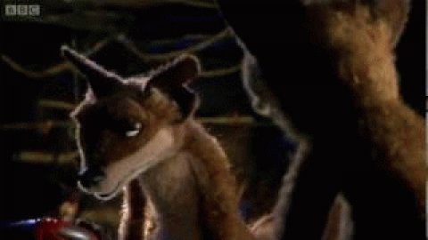 The chicken song by Mongrels